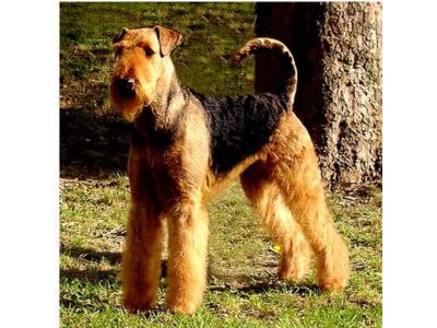   Airedale Terrier