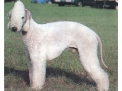  Bedlington Terrier  