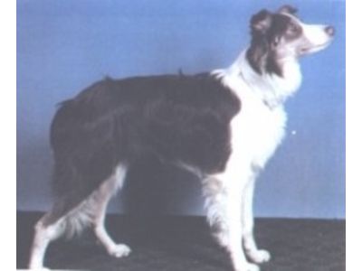 Border Collie