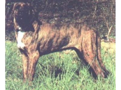 Fila Brasileiro