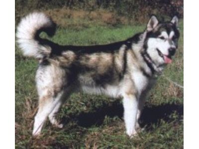 Malamute do Alasca