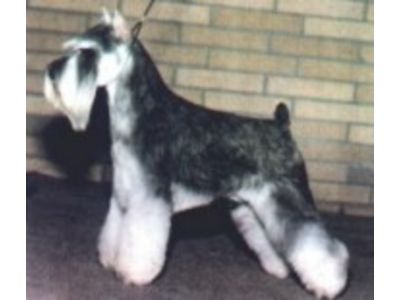 Schnauzer Mini / std