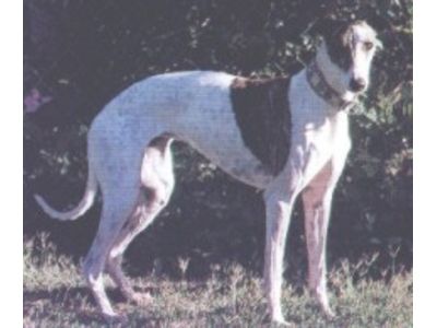 Whippet