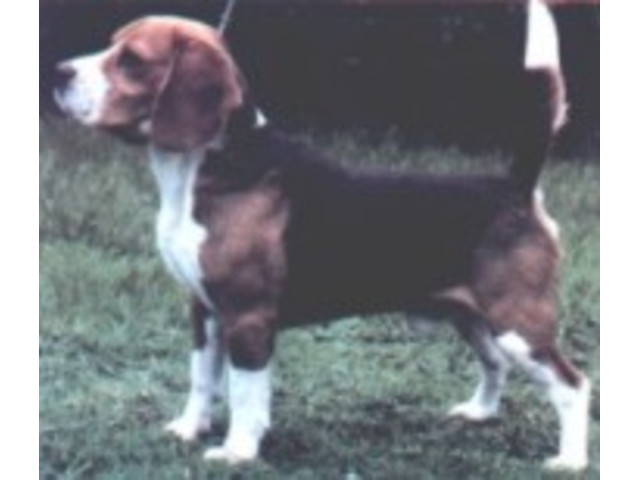 Raças:  Beagle