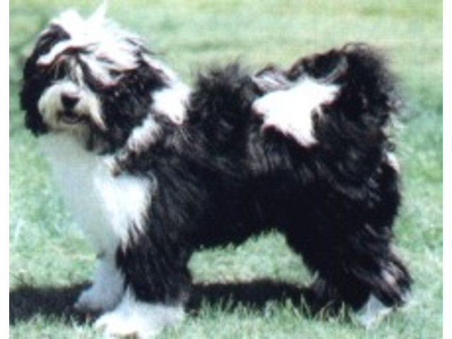 Raças: Tibetan Terrier