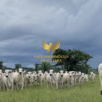 FAZENDA   RIBA DO RIO PARDO   MS